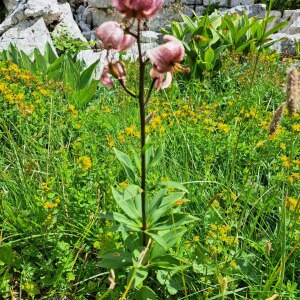 Photographie n°2535949 du taxon Lilium martagon L.