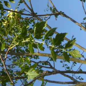 Photographie n°2535954 du taxon Koelreuteria paniculata Laxm. [1772]