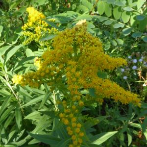 Photographie n°2535957 du taxon Solidago canadensis L. [1753]