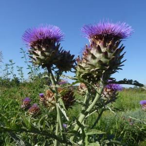 Photographie n°2535960 du taxon Cynara scolymus L. [1753]