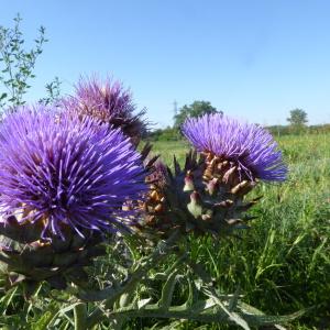 Photographie n°2535961 du taxon Cynara scolymus L. [1753]