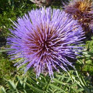 Photographie n°2535962 du taxon Cynara scolymus L. [1753]