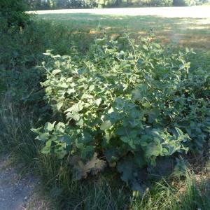 Photographie n°2535963 du taxon Arctium lappa L. [1753]