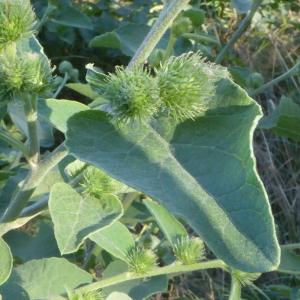 Photographie n°2535967 du taxon Arctium lappa L. [1753]