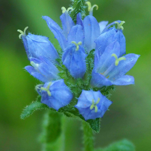 Photographie n°2535976 du taxon Campanula cervicaria L. [1753]