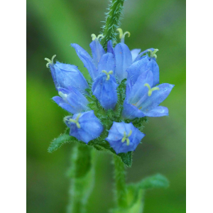 Campanula cervicaria L. (Campanule à fleurs en tête)