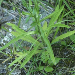  - Campanula cervicaria L. [1753]