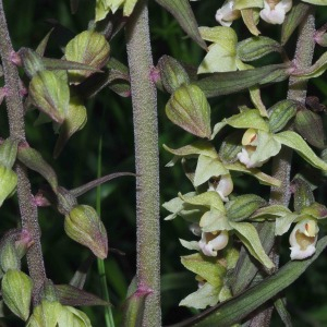 Photographie n°2535982 du taxon Epipactis purpurata Sm. [1828]