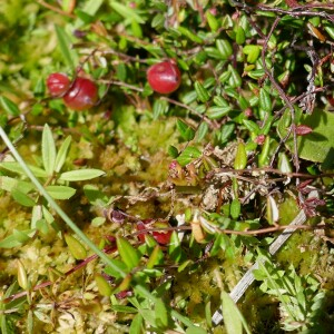 Photographie n°2535986 du taxon Vaccinium oxycoccos L. [1753]