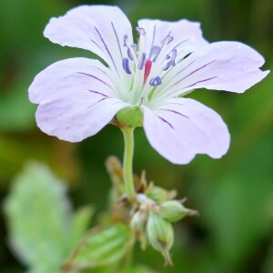 Photographie n°2536033 du taxon Geranium nodosum L.