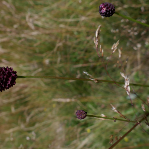  - Sanguisorba officinalis L.