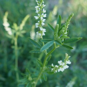 Photographie n°2536064 du taxon Trigonella alba (Medik.) Coulot & Rabaute