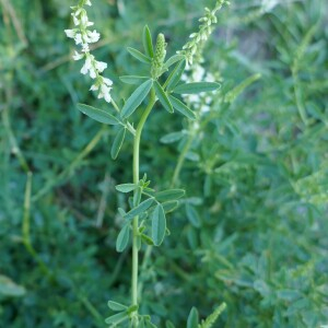 Photographie n°2536066 du taxon Trigonella alba (Medik.) Coulot & Rabaute