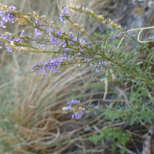 Photographie n°2536067 du taxon Anarrhinum bellidifolium (L.) Willd.