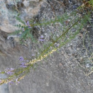 Photographie n°2536068 du taxon Anarrhinum bellidifolium (L.) Willd.