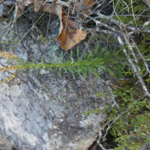 Photographie n°2536071 du taxon Anarrhinum bellidifolium (L.) Willd.