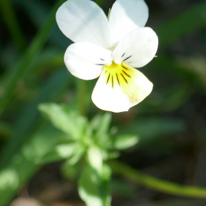 Photographie n°2536099 du taxon Viola arvensis Murray