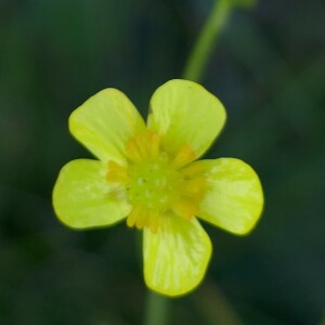 Photographie n°2536106 du taxon Ranunculus flammula L.