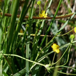 Photographie n°2536107 du taxon Ranunculus flammula L.