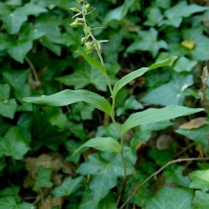  - Epipactis helleborine subsp. minor (Engel) Engel [1992]