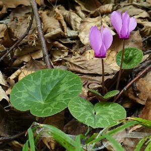 Photographie n°2536123 du taxon Cyclamen purpurascens Mill. [1768]