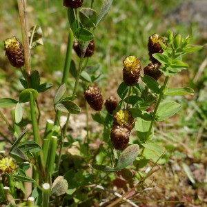 Photographie n°2536133 du taxon Trifolium spadiceum L.