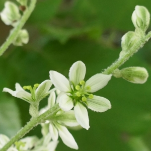 Photographie n°2536135 du taxon Veratrum album L.