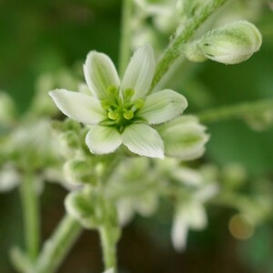 Photographie n°2536137 du taxon Veratrum album L.