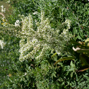 Photographie n°2536138 du taxon Veratrum album L.