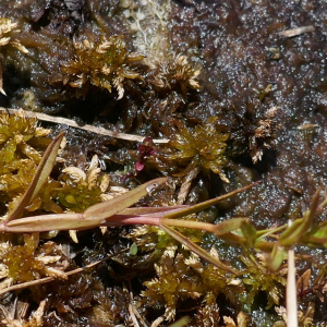 Photographie n°2536139 du taxon Veronica scutellata L.