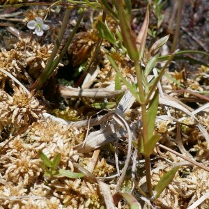 Photographie n°2536141 du taxon Veronica scutellata L.