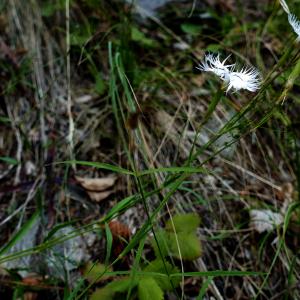 Photographie n°2536168 du taxon Dianthus hyssopifolius L. [1755]