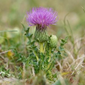 Photographie n°2536182 du taxon Cirsium acaulon (L.) Scop.