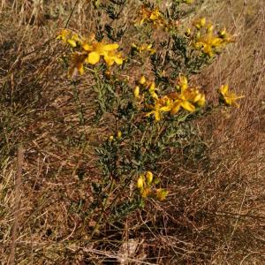 Photographie n°2536203 du taxon Hypericum perforatum L. [1753]