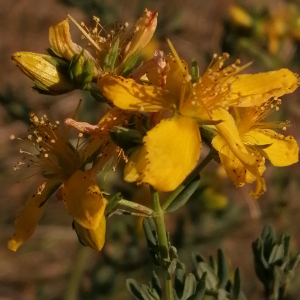 Photographie n°2536204 du taxon Hypericum perforatum L. [1753]