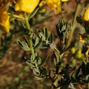 Photographie n°2536205 du taxon Hypericum perforatum L. [1753]