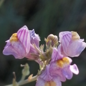 Photographie n°2536211 du taxon Linaria repens (L.) Mill.