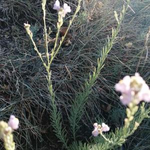 Photographie n°2536213 du taxon Linaria repens (L.) Mill.