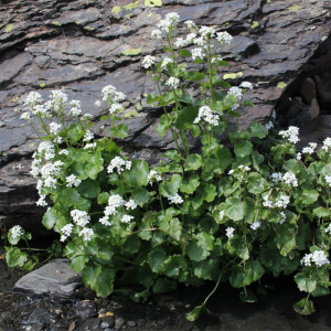 Photographie n°2536223 du taxon Cardamine asarifolia L.