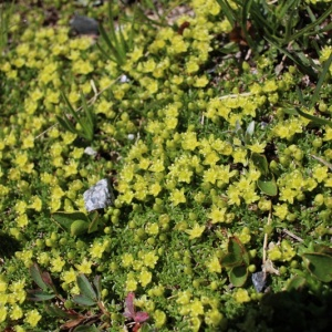 Photographie n°2536224 du taxon Cherleria sedoides L.