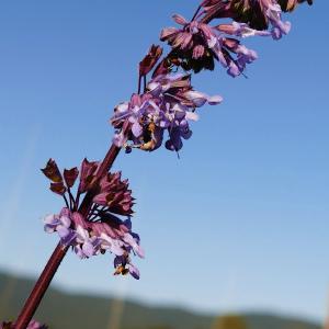 Photographie n°2536236 du taxon Salvia verticillata L. [1753]