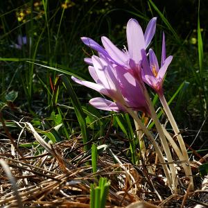 Photographie n°2536239 du taxon Colchicum autumnale L. [1753]