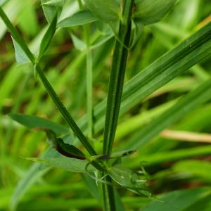 Photographie n°2536245 du taxon Lathyrus pratensis L. [1753]