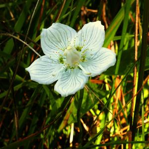 Photographie n°2536250 du taxon Parnassia palustris L. [1753]