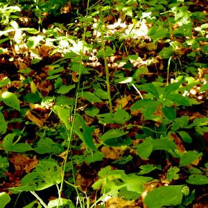 Photographie n°2536251 du taxon Lactuca muralis (L.) G.Mey. [1836]