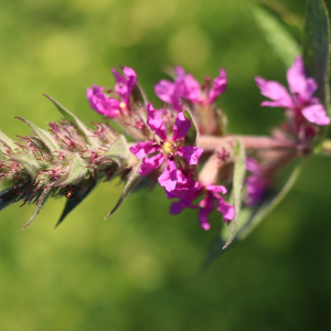 Photographie n°2536263 du taxon Lythrum salicaria L.