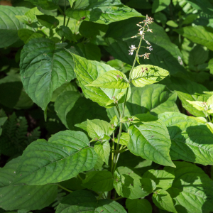 Photographie n°2536273 du taxon Circaea lutetiana L.