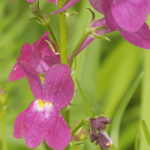  - Linaria maroccana Hook.f. [1872]