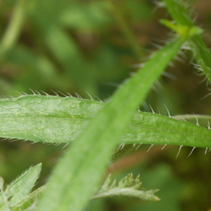 Photographie n°2536298 du taxon Erigeron canadensis L. [1753]