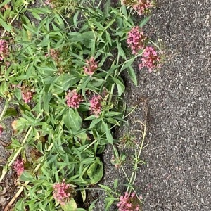 Photographie n°2536306 du taxon Centranthus ruber (L.) DC.